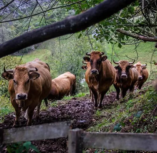 Guest house Nucleo De La Corte 3*